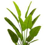 Artificial Plant Strelitzia L