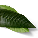 Bundle of Strelitzia leaves 36 pcs