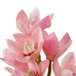 Bouquet of Cymbidium Orchids real touch 36 pcs