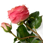 Bouquet of Roses real touch 72 pcs/3 varieties
