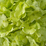 Bouquet of Hydrangeas snowball real touch 36 pcs